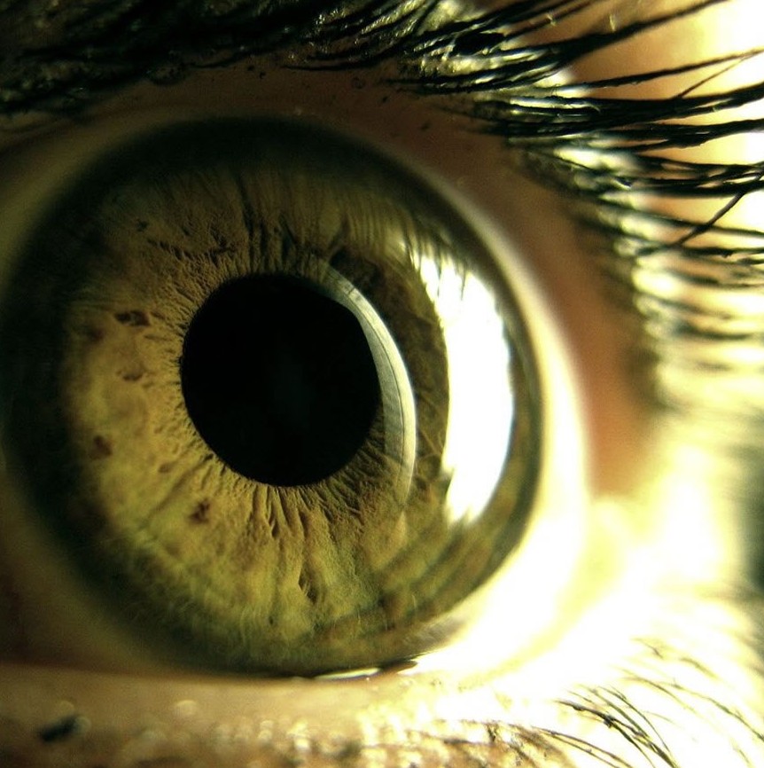 oeil